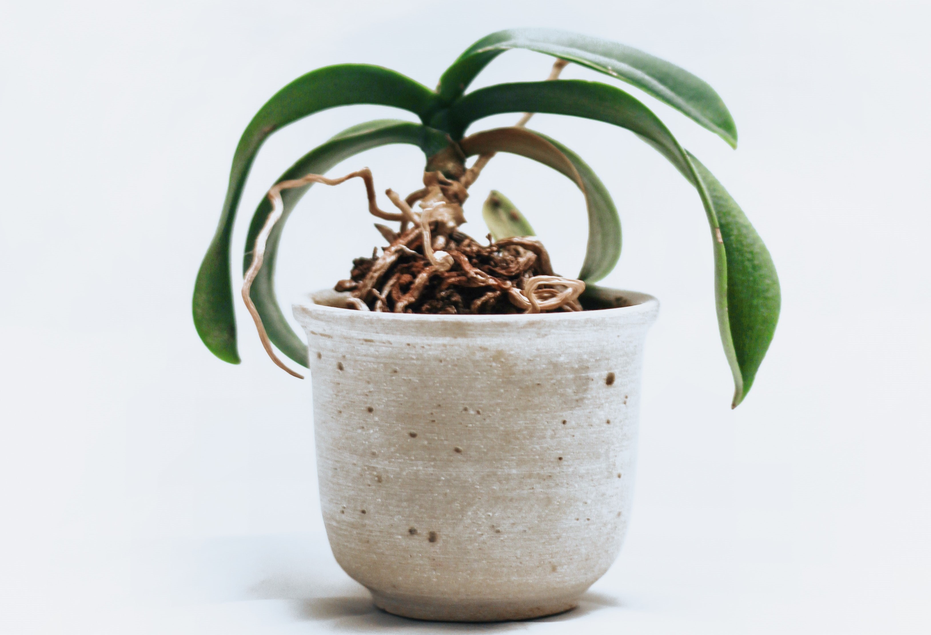 plant-2